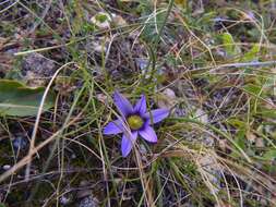 Image of Romulea variicolor Mifsud