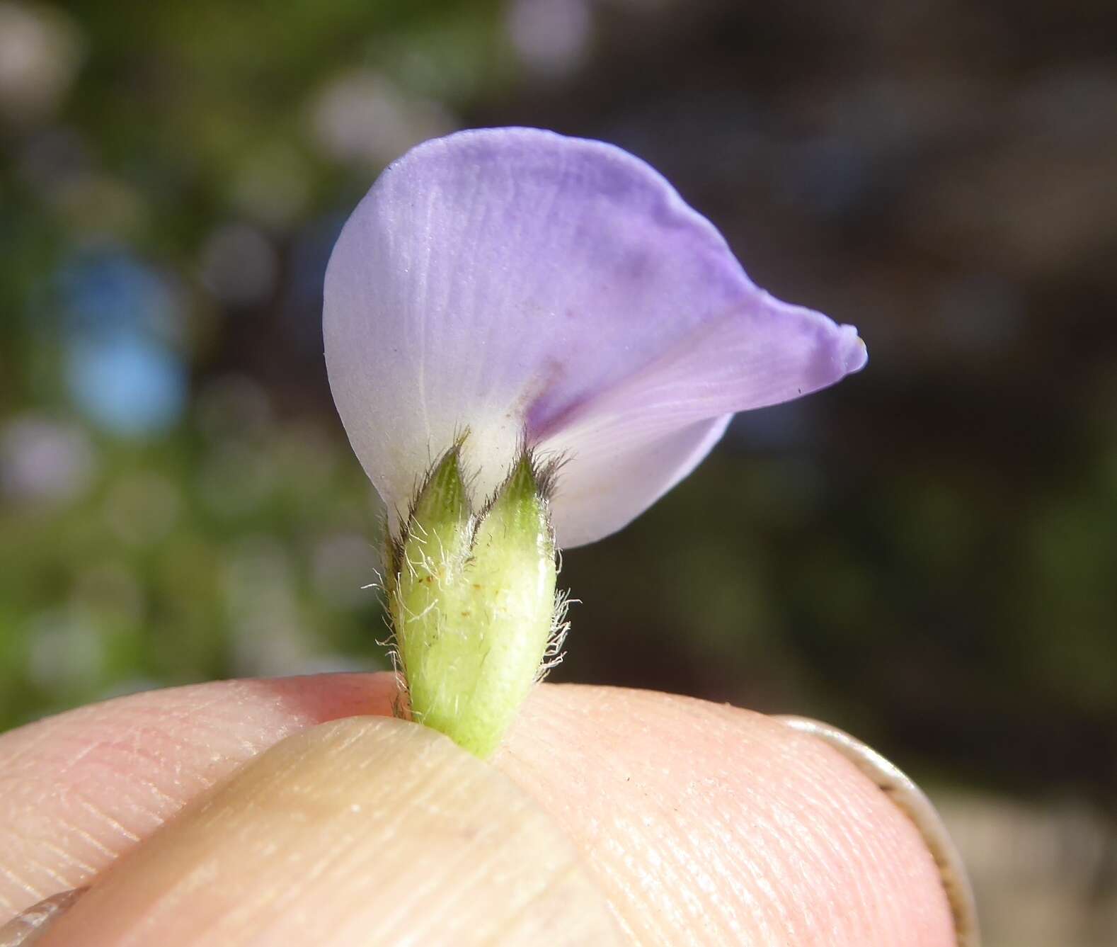 Plancia ëd Psoralea pinnata L.