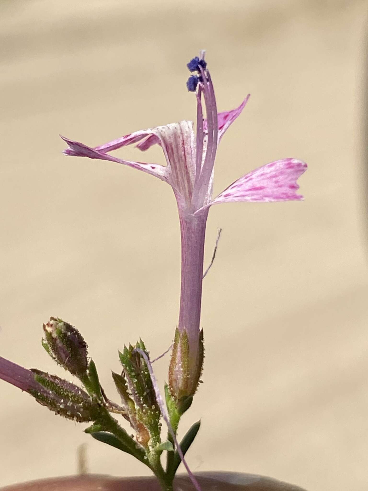 Plancia ëd Ipomopsis guttata (A. Gray) R. Moran