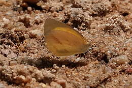 Слика од Eurema herla (Macleay 1826)