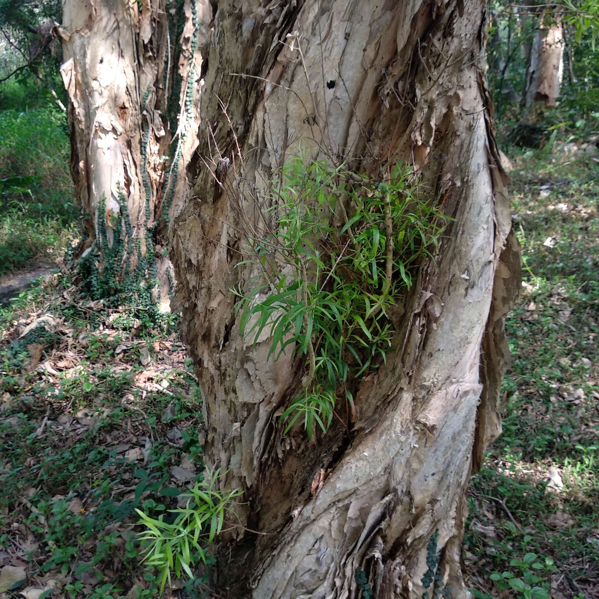Image of Melaleuca cajuputi subsp. cumingiana (Turcz.) Barlow