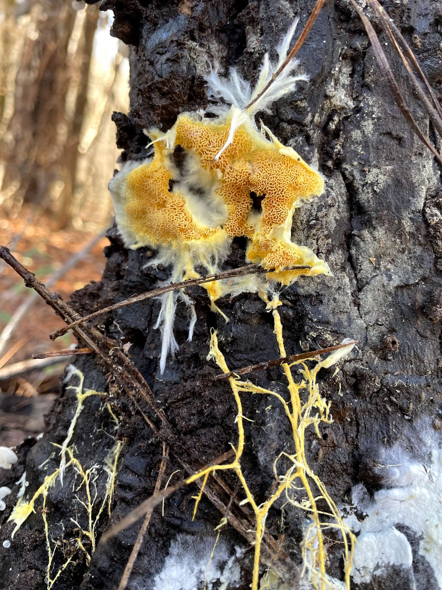 Fibroporia radiculosa (Peck) Parmasto 1968 resmi