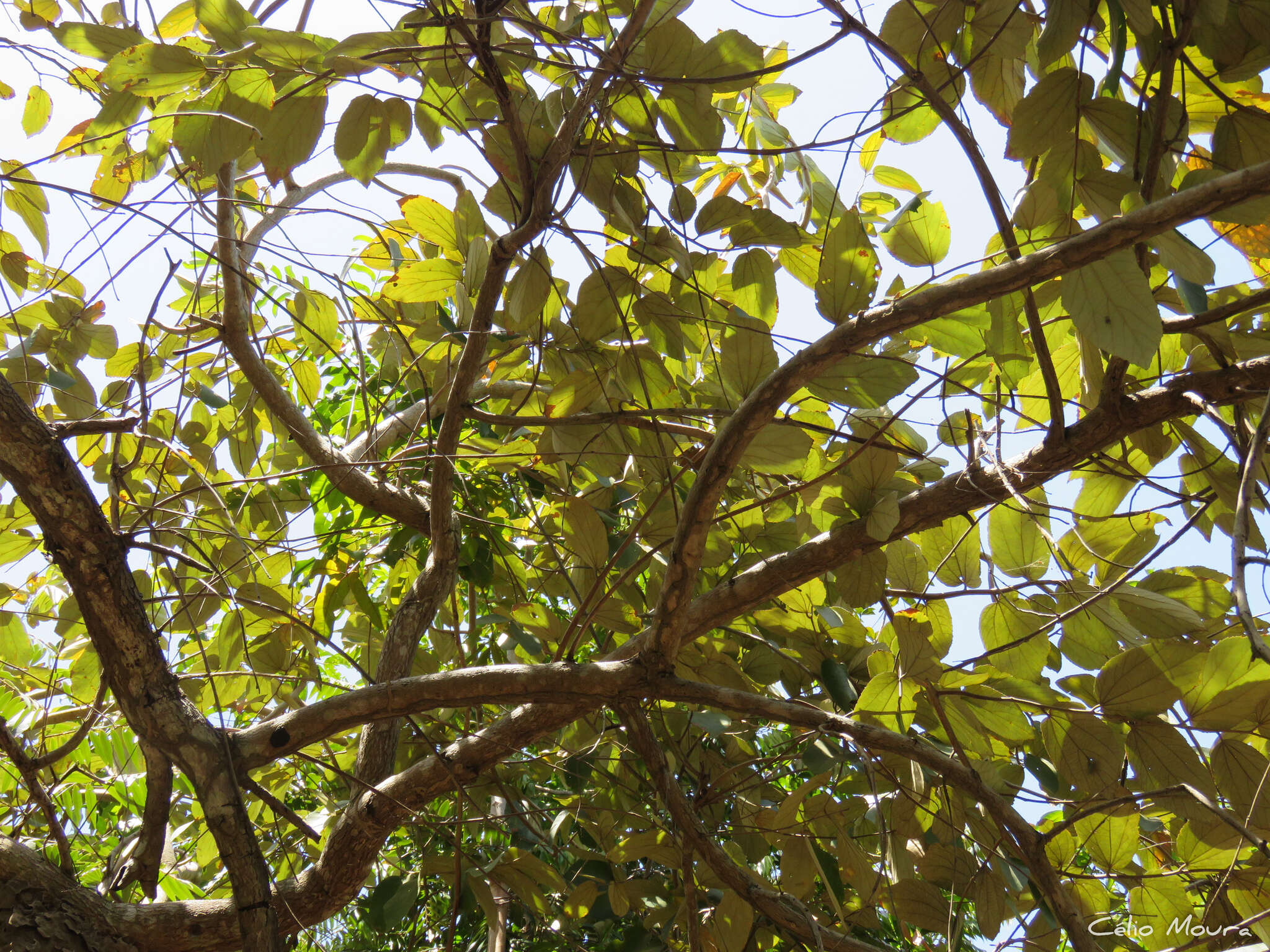 Imagem de Luehea paniculata C. Mart.