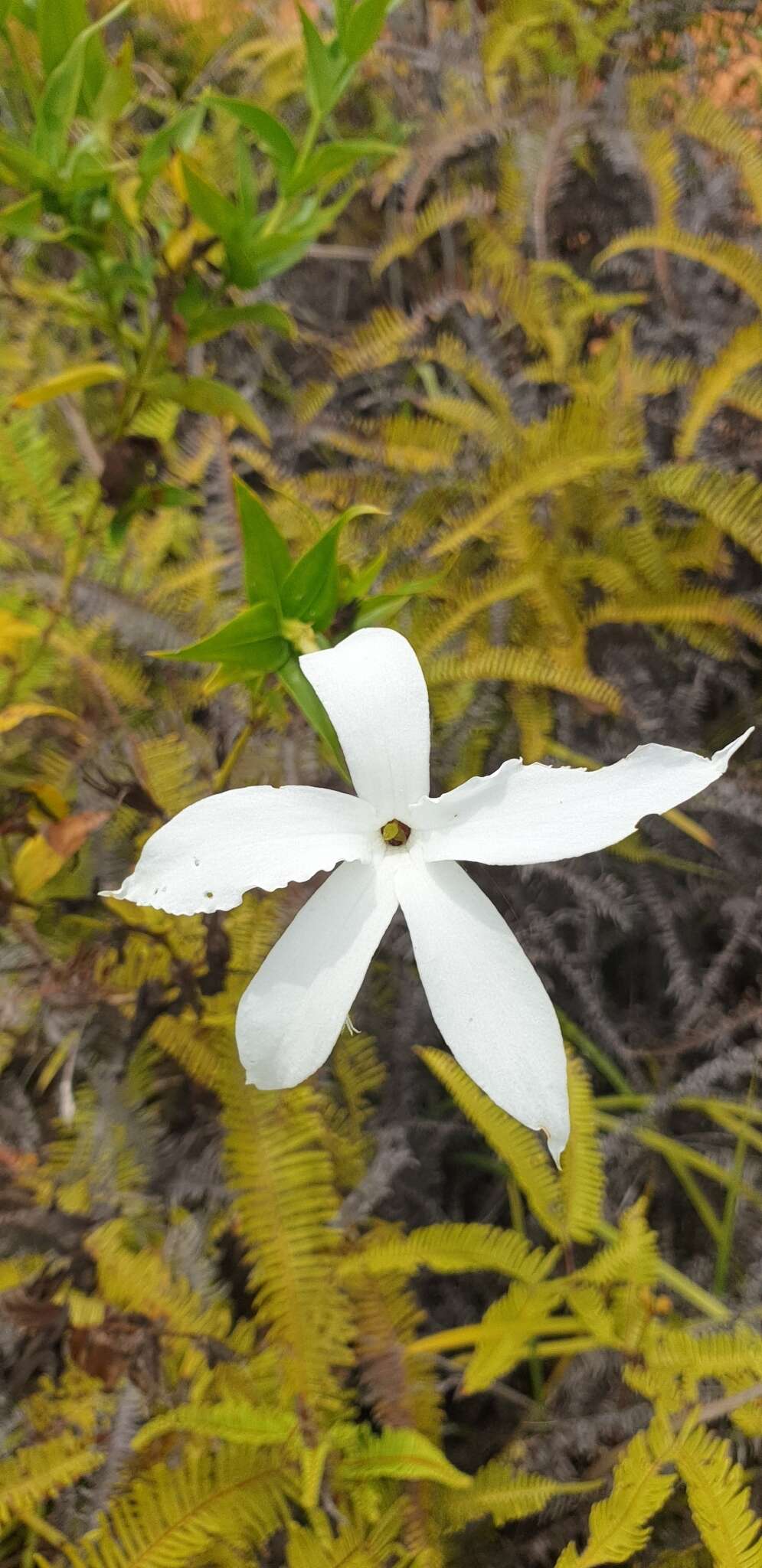 صورة Tachiadenus longifolius Scott Elliott