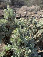 Image de Atriplex nummularia subsp. nummularia