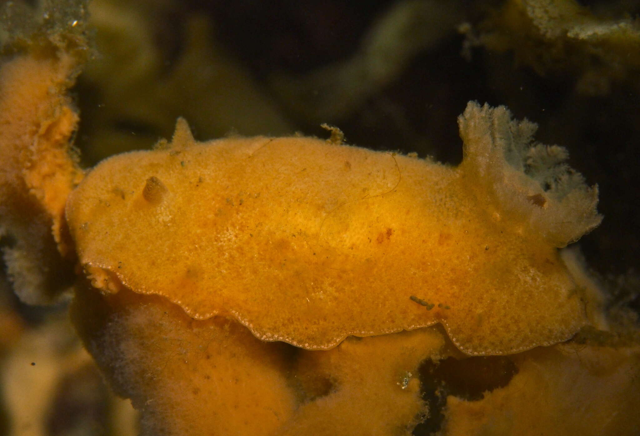 Image of grey sea slug