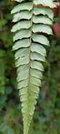 Polystichum nepalense (Spreng.) C. Chr. resmi