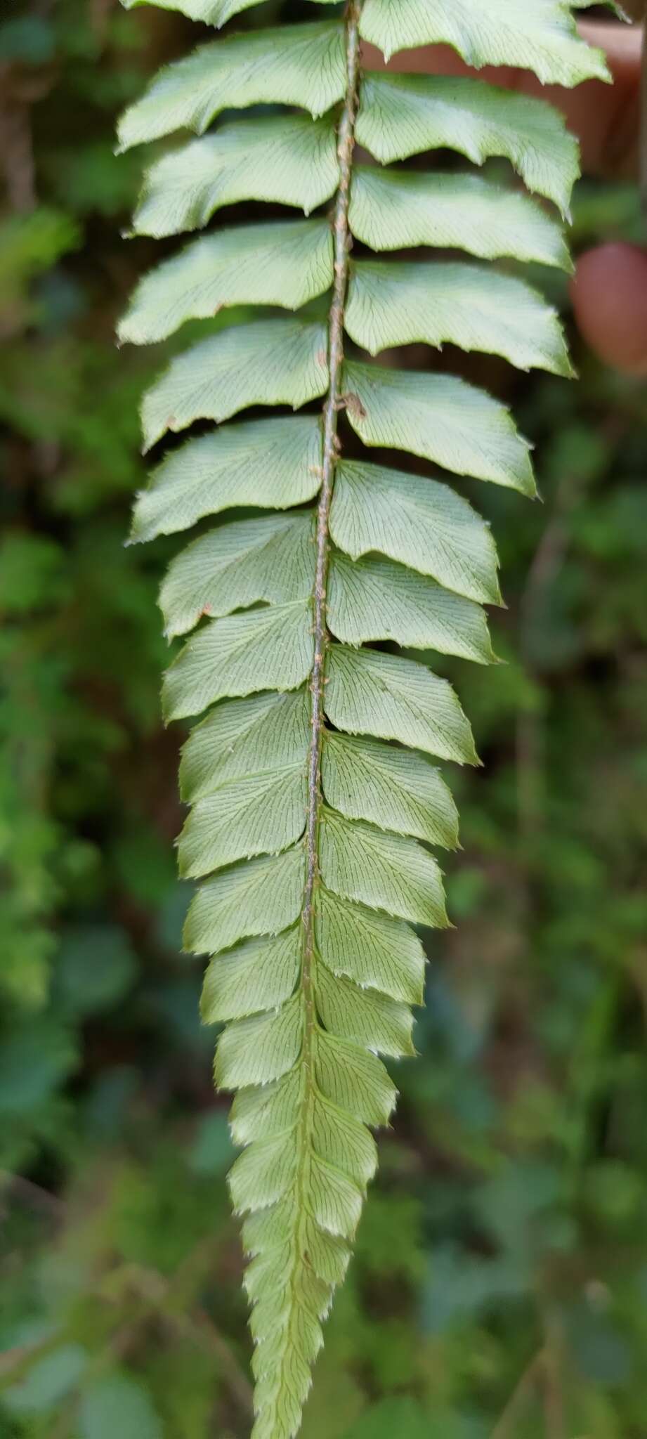 Image de Polystichum nepalense (Spreng.) C. Chr.