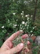 Image of Stellaria fischeriana Ser.