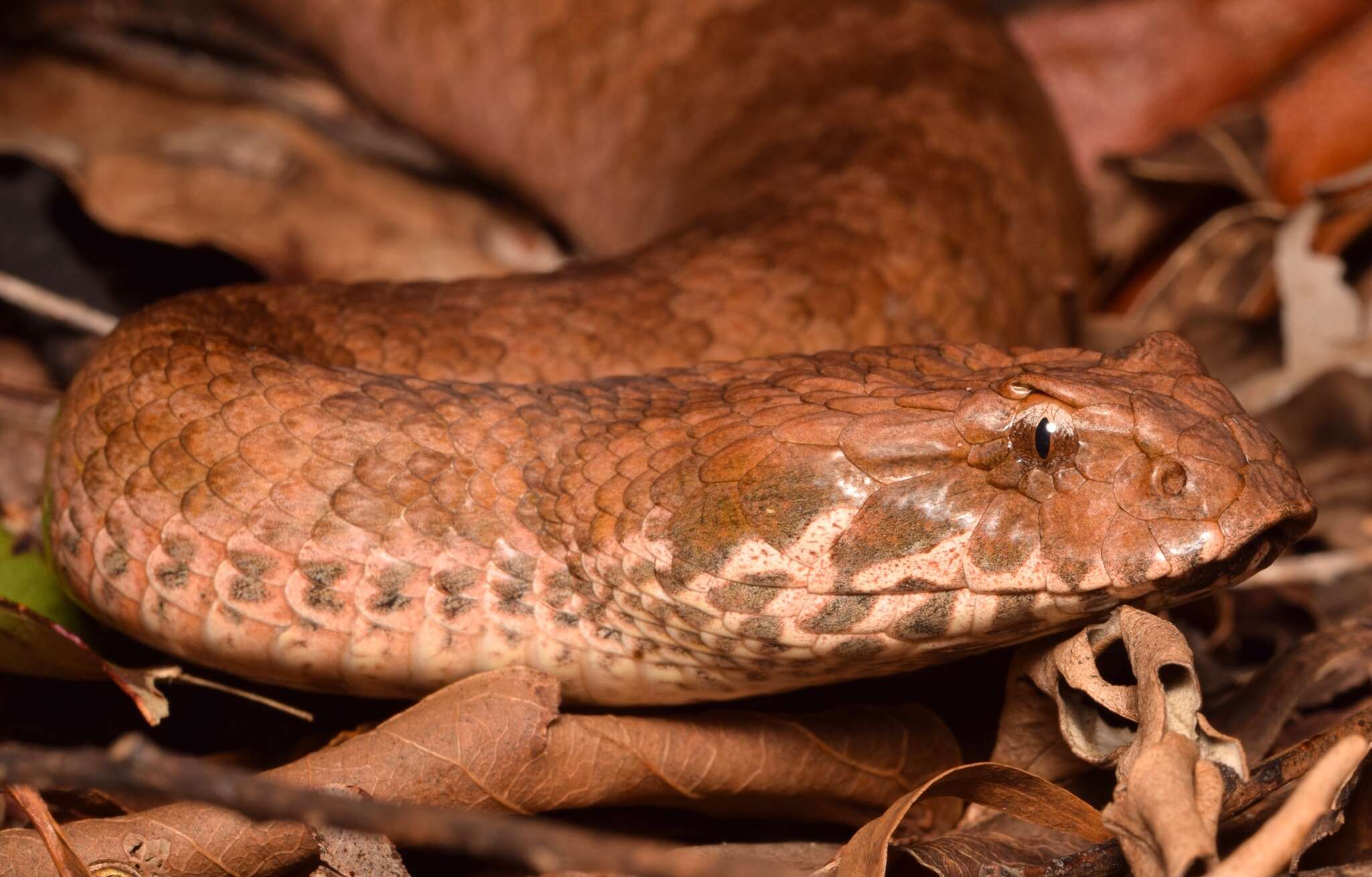 Image of Acanthophis Daudin 1803