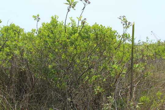 Image of Broombush False Willow