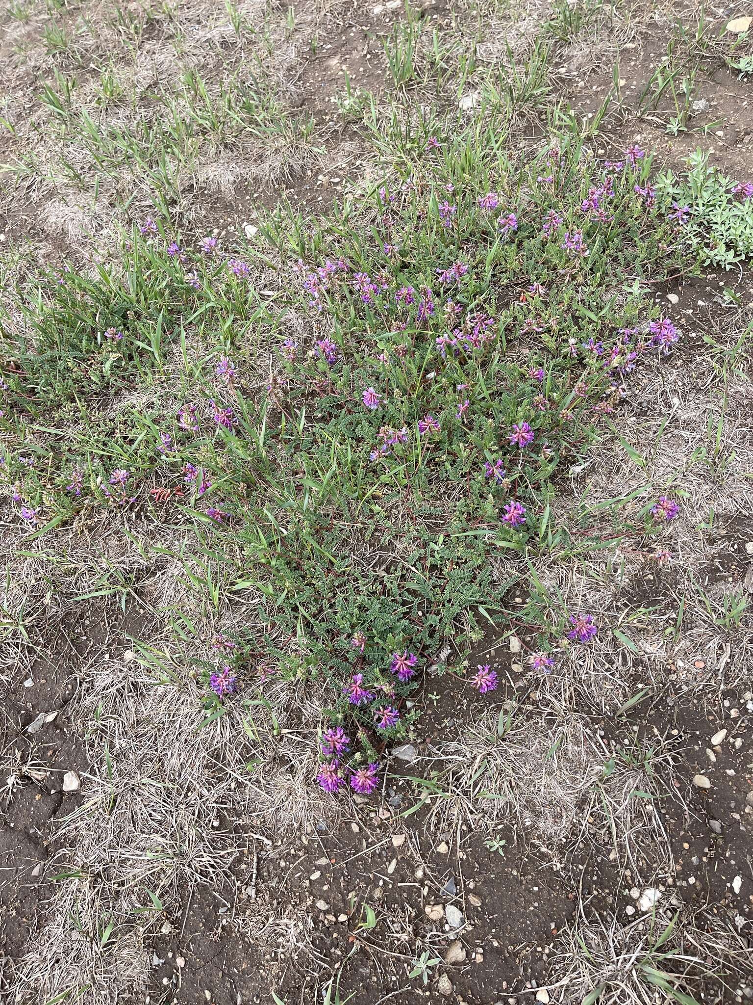 Imagem de Astragalus hallii A. Gray