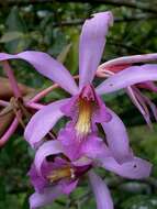 Image of Laelia superbiens Lindl.