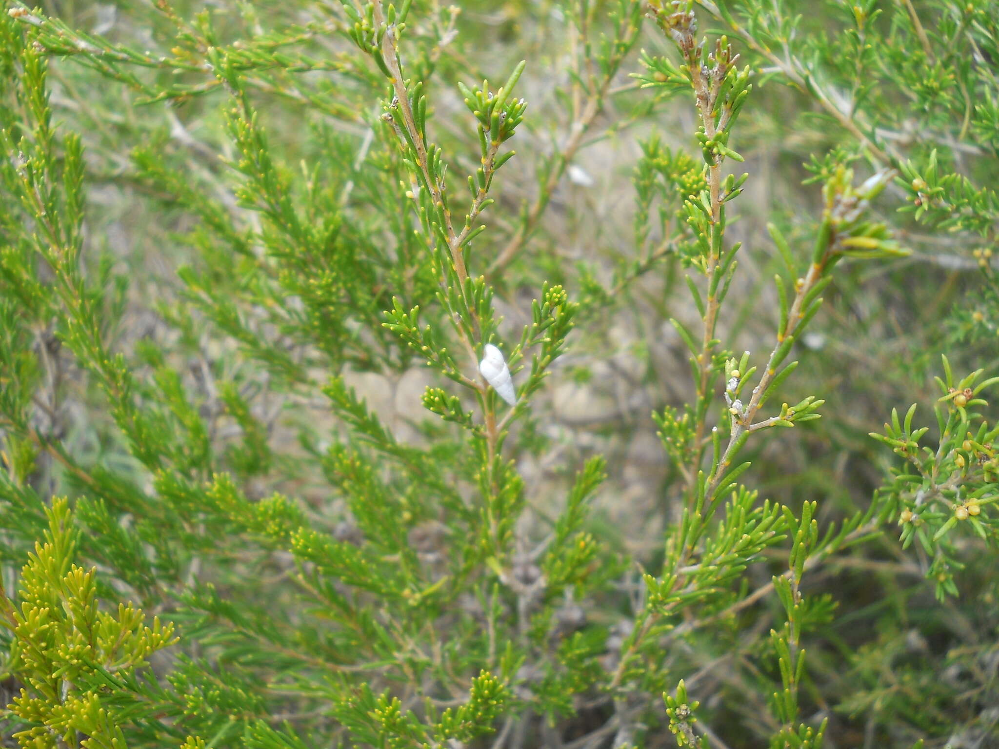 Image of Pointed snail