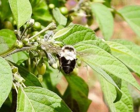 Слика од Bombus wilmattae Cockerell 1912