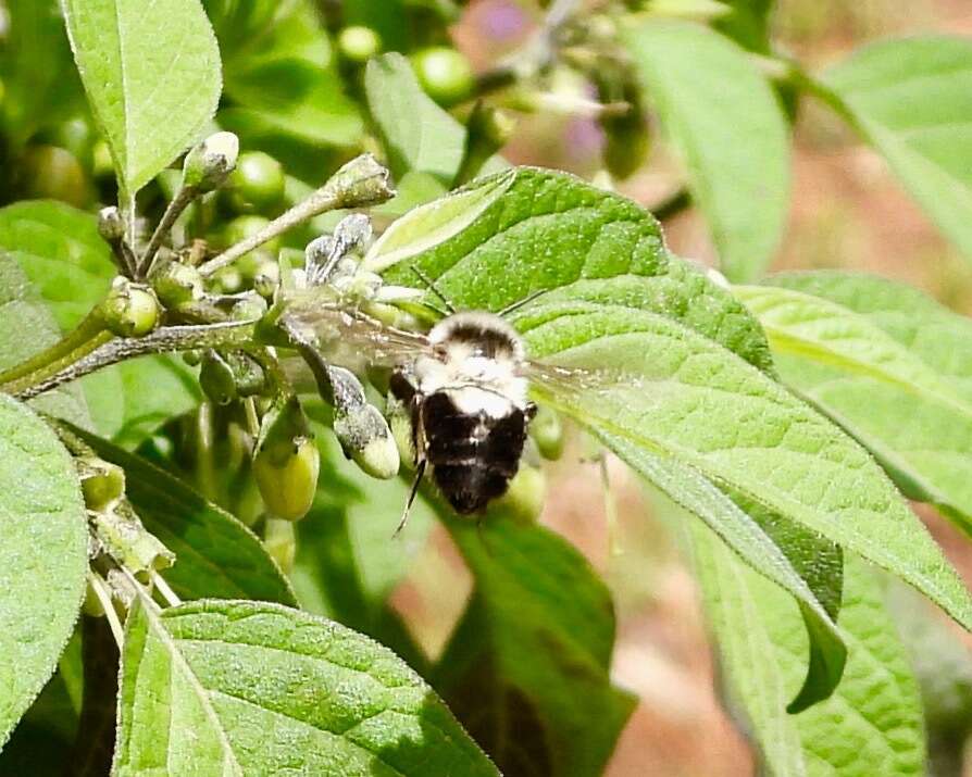 Image of Wilmatte's Bumble Bee