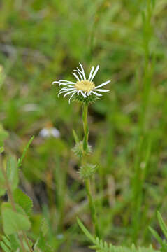 Image of Prickly Grass-Leaf-Aster