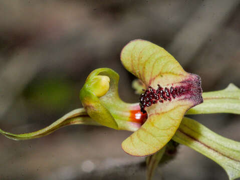 Image of Short-sepalled spider orchid