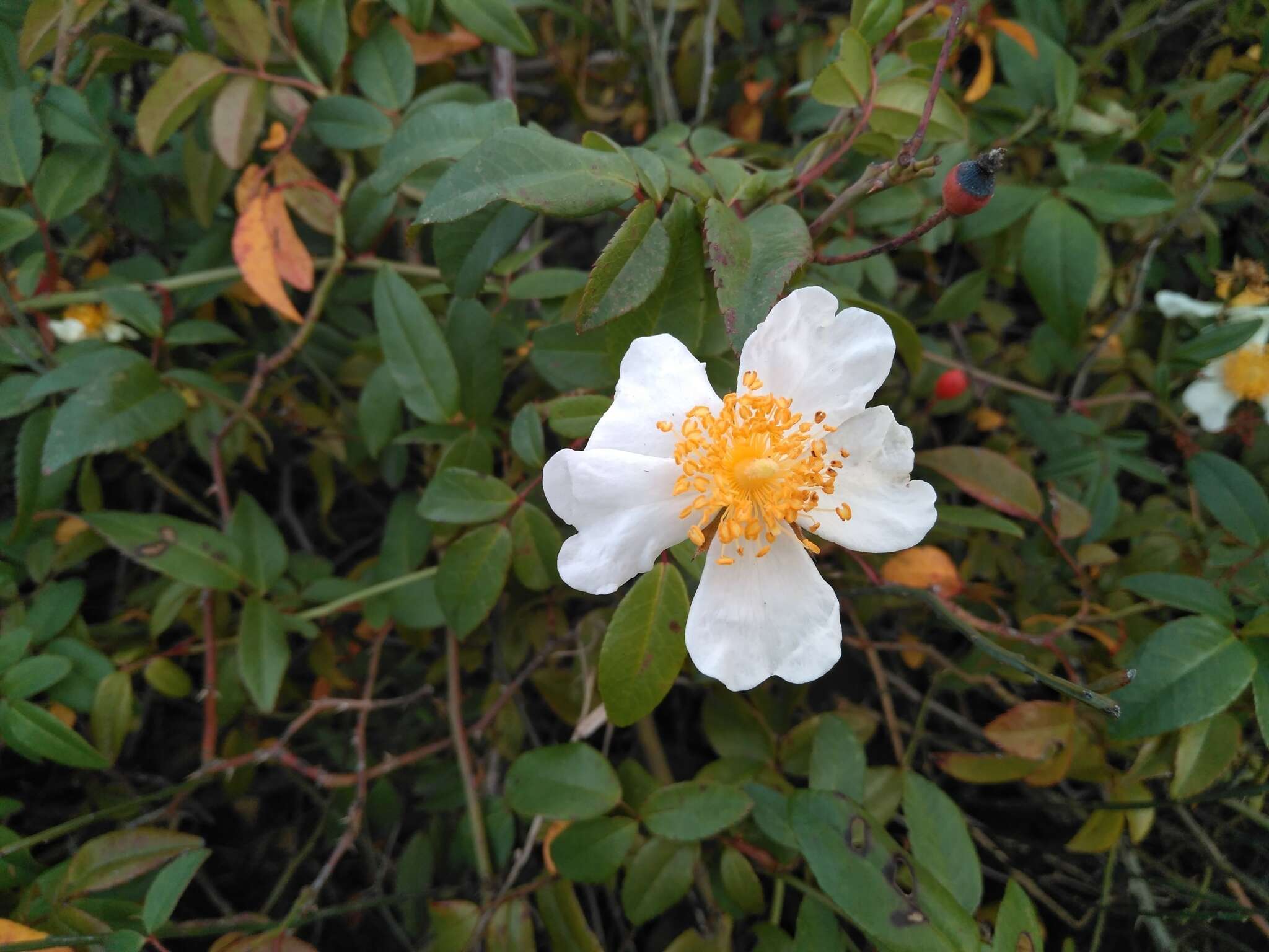 Image of evergreen rose