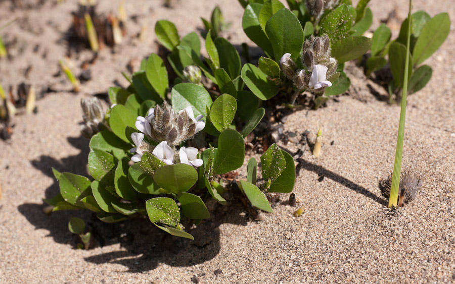 Imagem de Otholobium rotundifolium (L. fil.) C. H. Stirt.