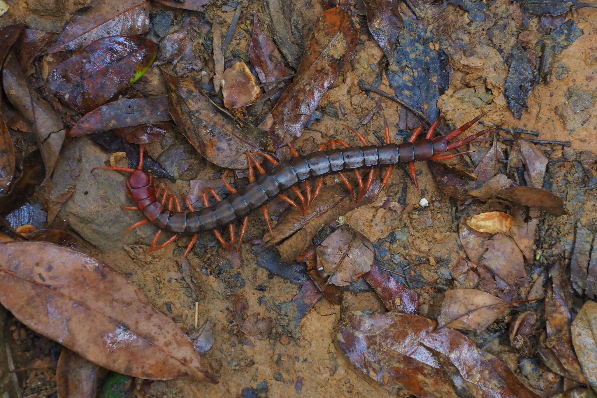 Imagem de Scolopendra multidens Newport 1844