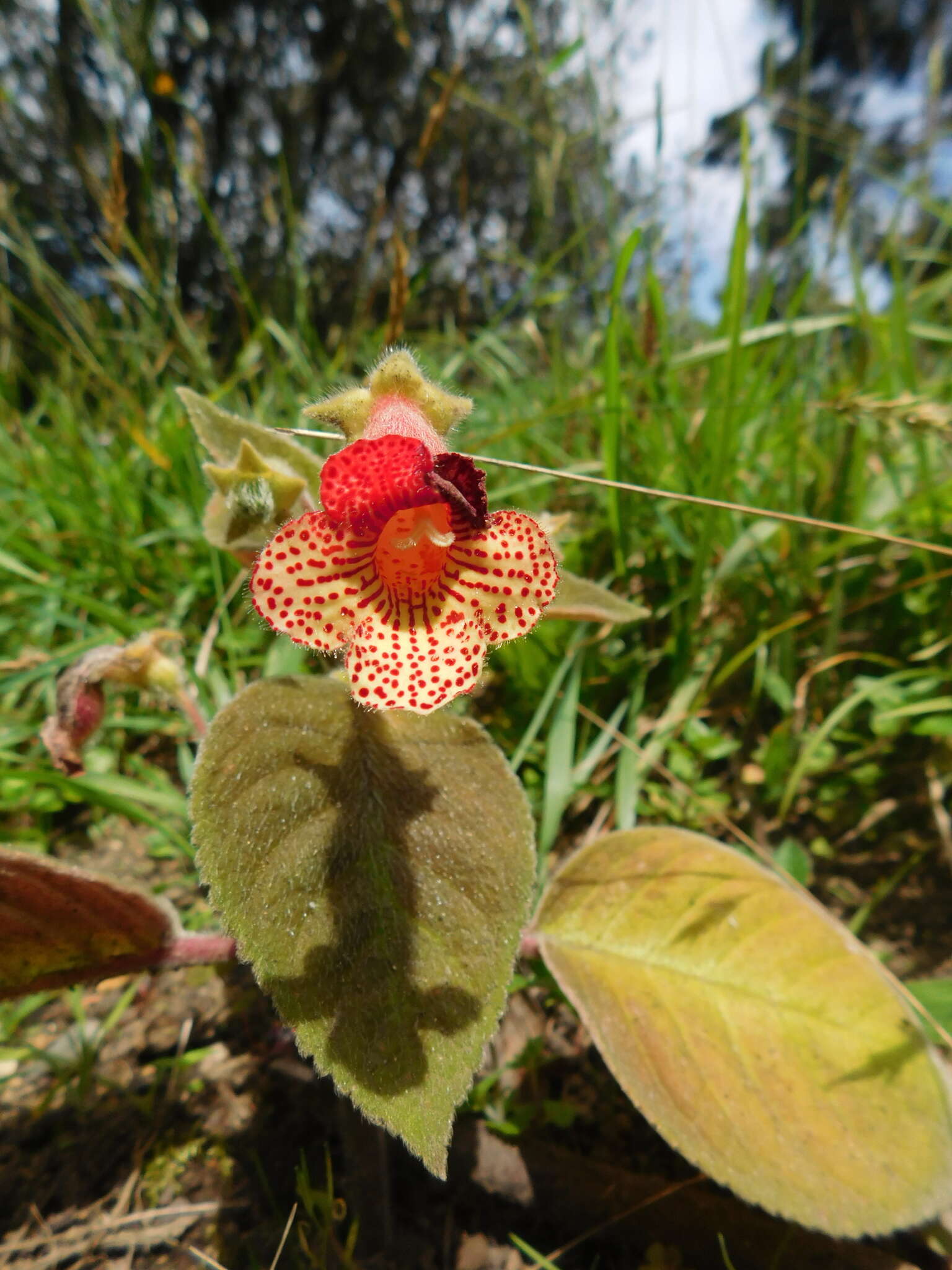 Imagem de Kohleria amabilis (Planch. & Linden) Fritsch