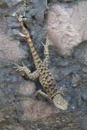 Image of Barred Spiny Lizard