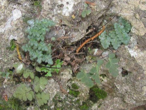 Image of rough lipfern