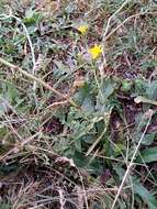 Image of Hypericum pubescens Boiss.