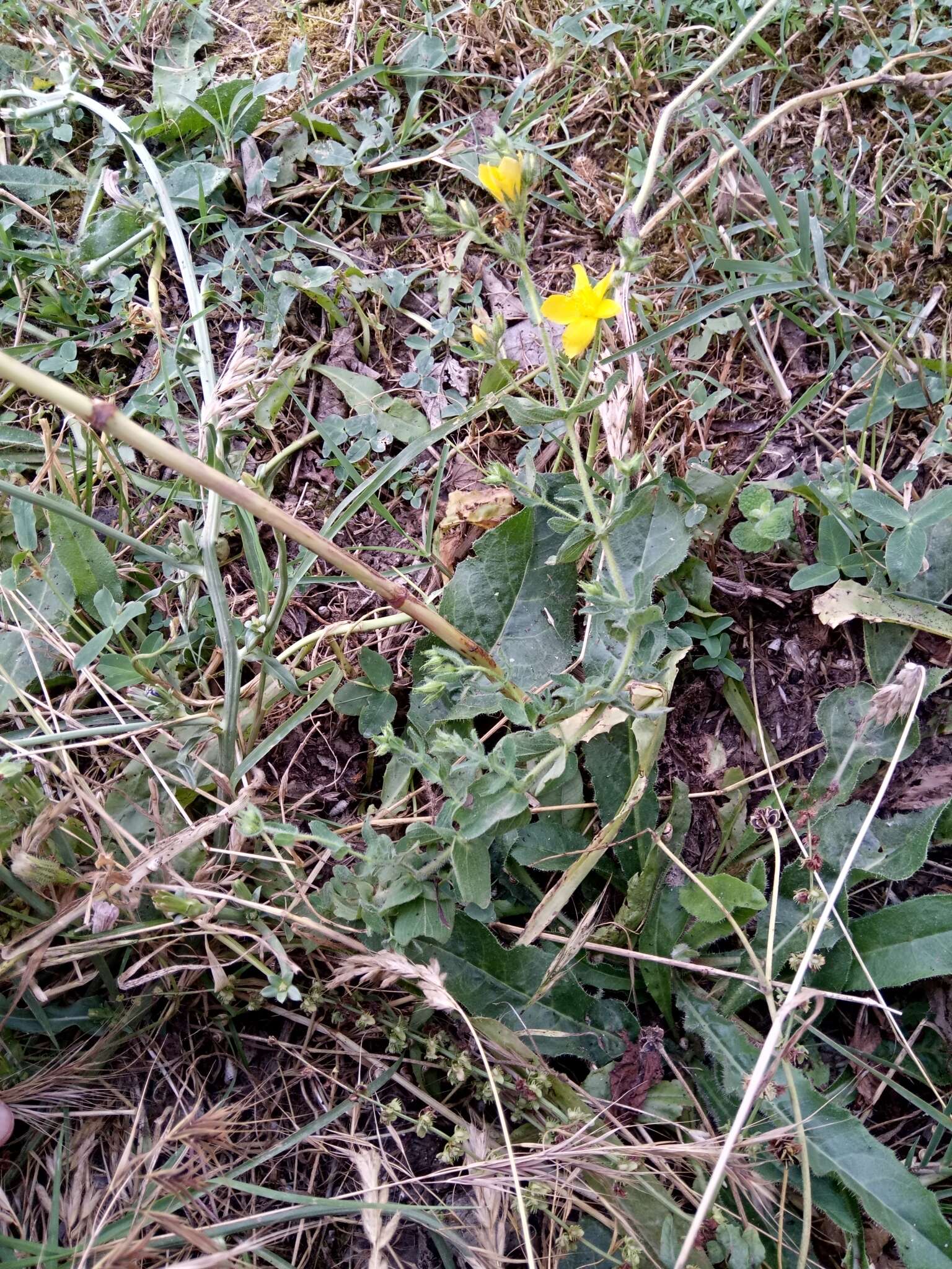 Image of Hypericum pubescens Boiss.