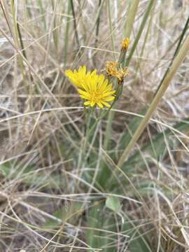 Image of Hall's hawksbeard