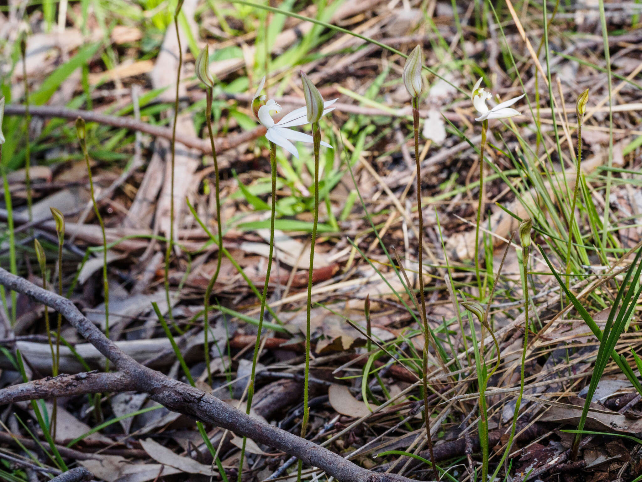 Image of White Fingers