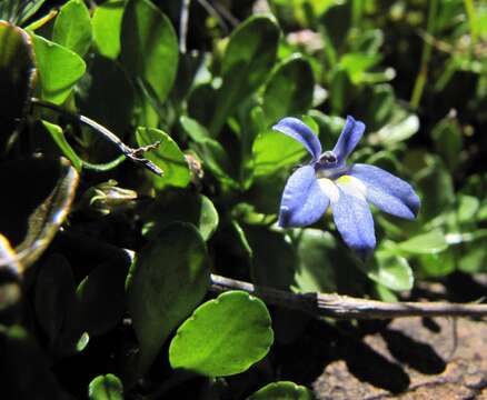 Image de Lobelia galpinii Schltr.