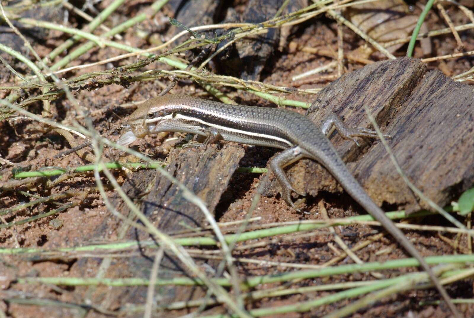 Image de Trachylepis elegans Peters 1854