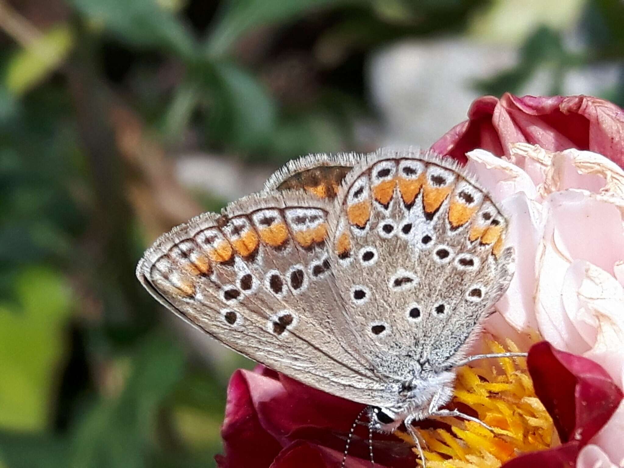 Image of Polyommatus thersites (Cantener 1835)