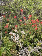 Image of coast Indian paintbrush