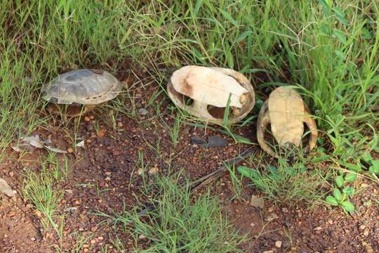 Image of Chelodina kurrichalpongo