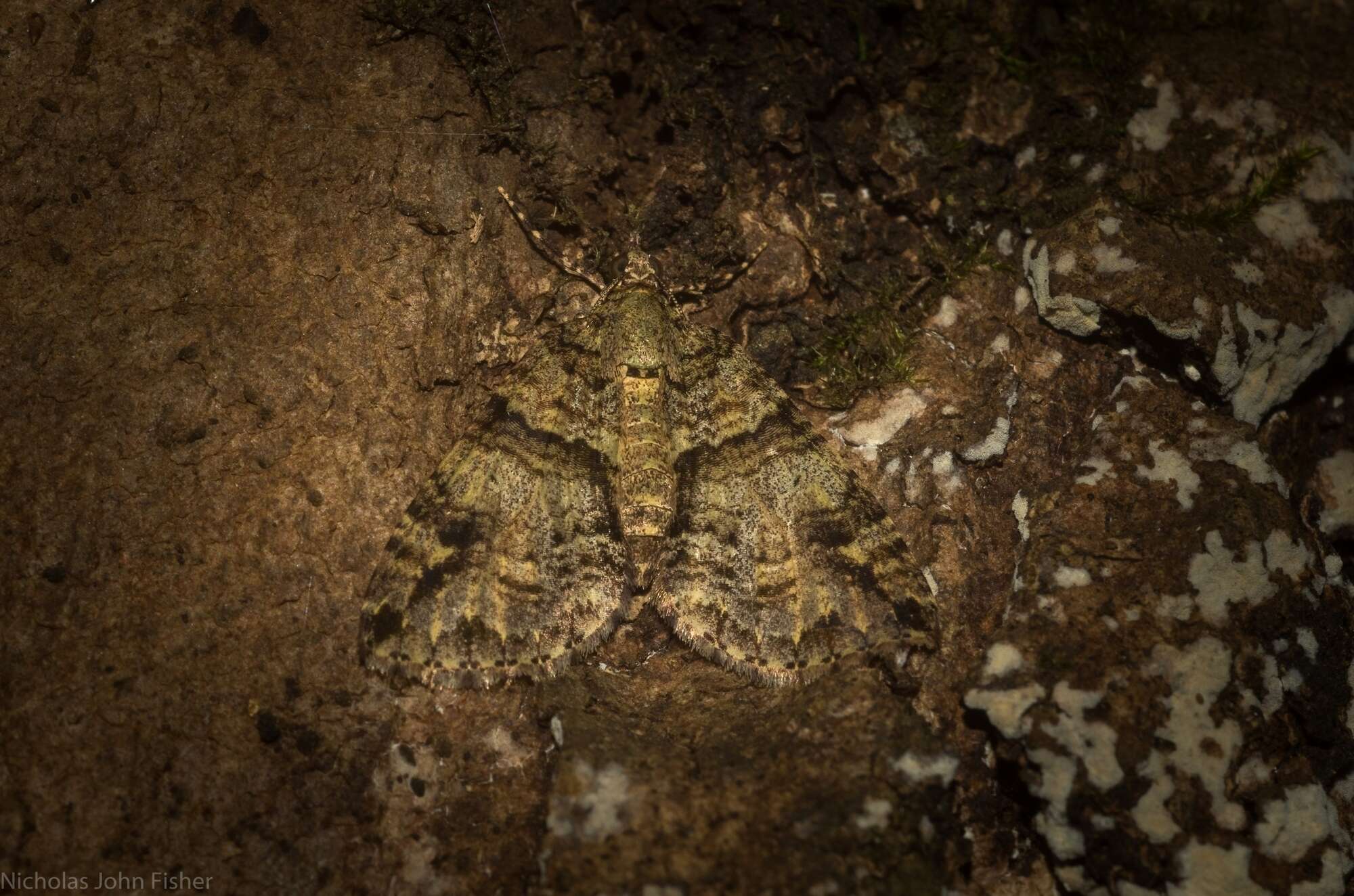 Слика од Polyclysta hypogrammata Guenée 1858