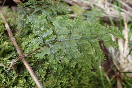 Image of Hymenophyllum scabrum A. Rich.