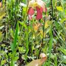 Sivun Sarracenia formosa Hort. Veitch. kuva