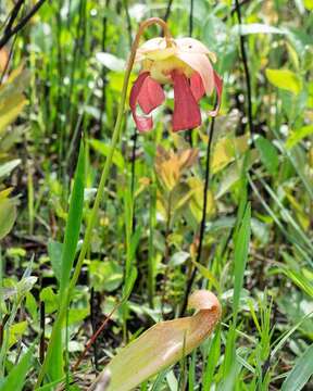 Image of pitcherplant