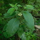 Image of Solanum platycypellon S. Knapp