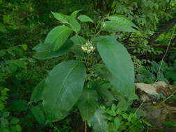 صورة Solanum platycypellon S. Knapp