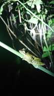 Image of Porthole Treefrog