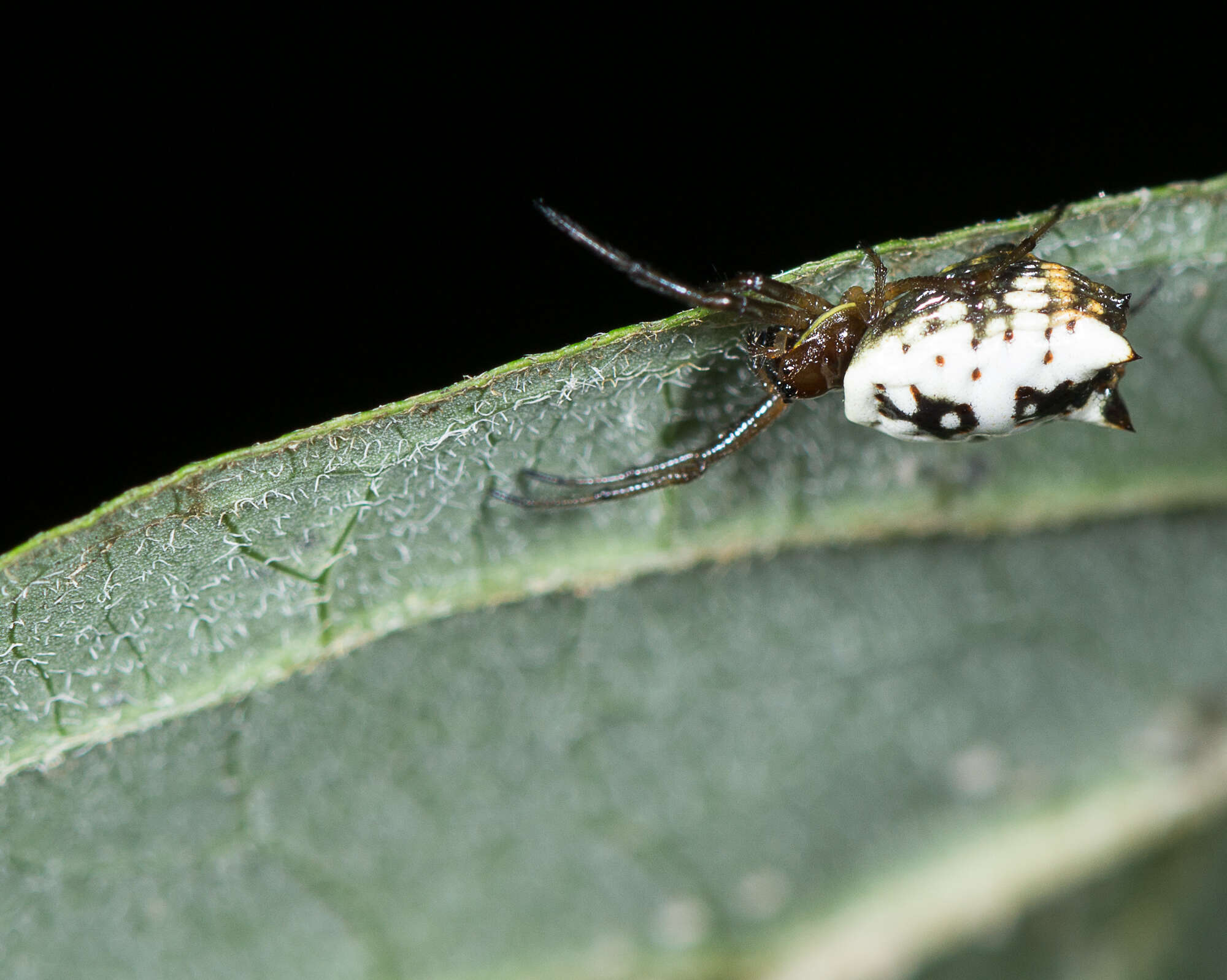 Image of White Micrathena