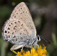 Image of Behrs Hairstreak