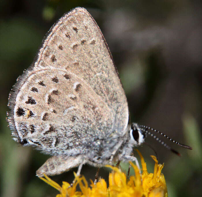 Image of Behrs Hairstreak