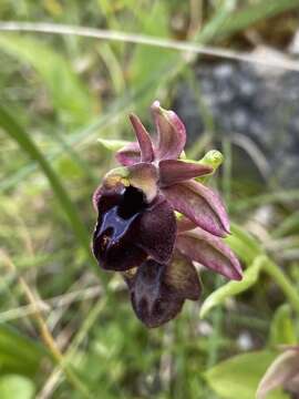 Image of Ophrys sphegodes subsp. spruneri (Nyman) E. Nelson