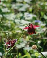 Image of Aquilegia atrovinosa M. Pop. ex Gamajun.