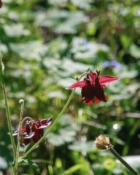 Imagem de Aquilegia atrovinosa M. Pop. ex Gamajun.